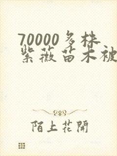 70000多株紫薇苗木被强毁