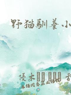 野猫驯养小说