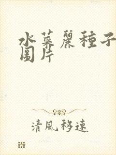 水菜丽种子全集图片