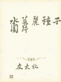 水菜丽种子全集图片