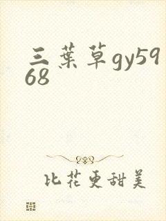 三叶草gy5968