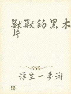 兽兽的黑木耳照片