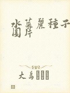 水菜丽种子全集图片