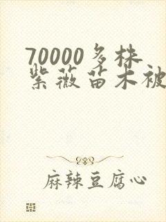 70000多株紫薇苗木被强毁