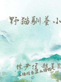 野猫驯养小说