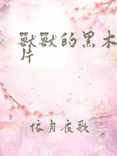 兽兽的黑木耳照片