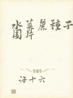 水菜丽种子全集图片