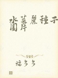水菜丽种子全集图片
