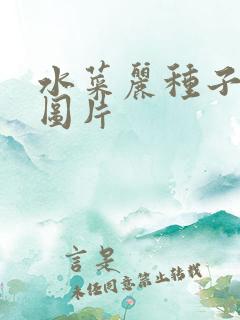 水菜丽种子全集图片