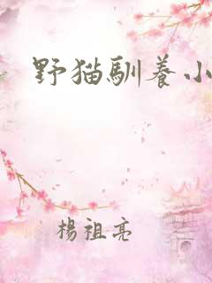 野猫驯养小说