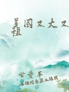 美国又大又长又租