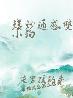 爆炒通感双胞胎小狗