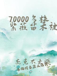 70000多株紫薇苗木被强毁