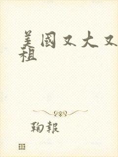 美国又大又长又租