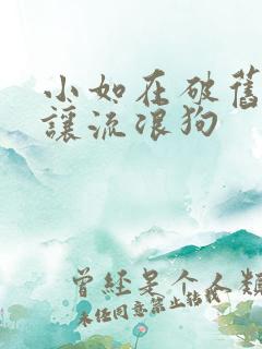 小如在破旧仓库让流浪狗