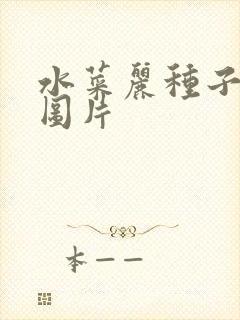 水菜丽种子全集图片