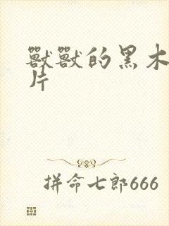 兽兽的黑木耳照片