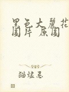 黑色大丽花真实图片 原图