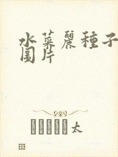 水菜丽种子全集图片
