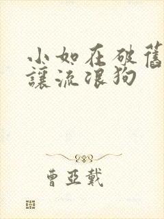 小如在破旧仓库让流浪狗