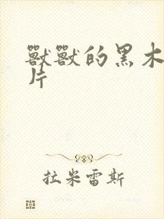 兽兽的黑木耳照片