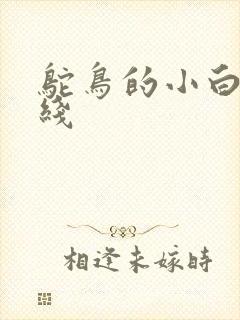 鸵鸟的小白脸路线