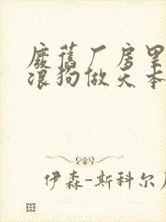 废旧厂房里和流浪狗做天本