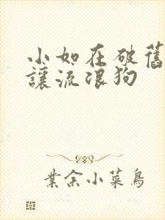 小如在破旧仓库让流浪狗