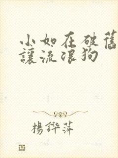 小如在破旧仓库让流浪狗