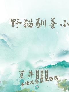 野猫驯养小说