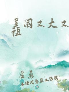 美国又大又长又租