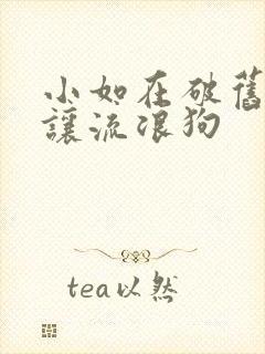 小如在破旧仓库让流浪狗