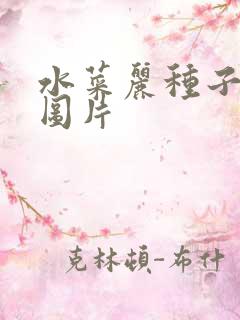 水菜丽种子全集图片