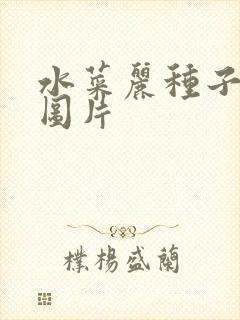 水菜丽种子全集图片
