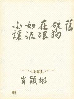 小如在破旧仓库让流浪狗