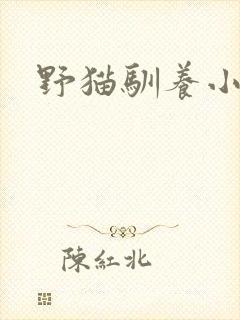 野猫驯养小说