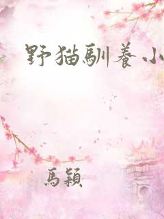野猫驯养小说