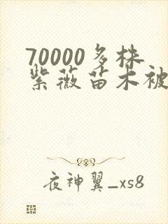 70000多株紫薇苗木被强毁