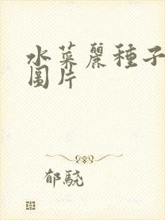 水菜丽种子全集图片