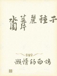 水菜丽种子全集图片