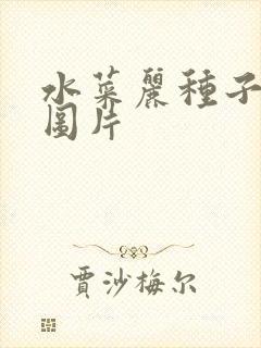 水菜丽种子全集图片