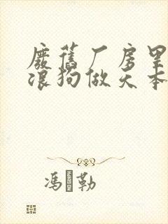 废旧厂房里和流浪狗做天本