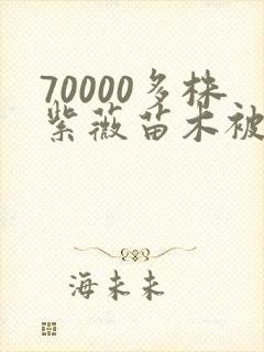 70000多株紫薇苗木被强毁