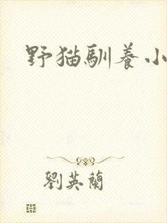 野猫驯养小说