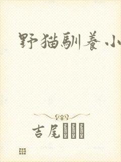 野猫驯养小说封面