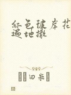 红色彼岸花花瓣遍地撒