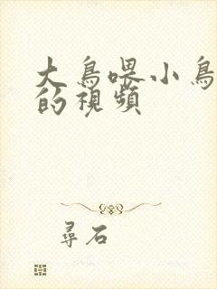 大鸟喂小鸟吃食的视频