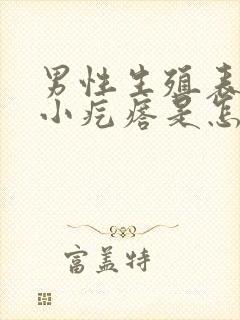 男性生殖表皮有小疙瘩是怎么回事儿