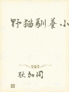 野猫驯养小说
