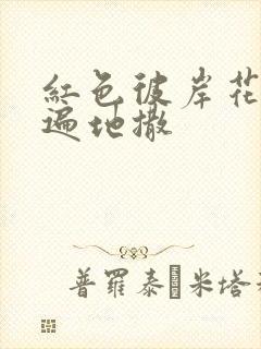 红色彼岸花花瓣遍地撒